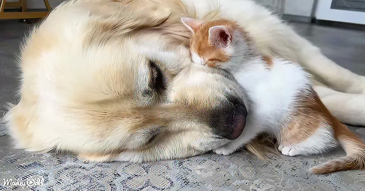 Golden Retriever and kittens
