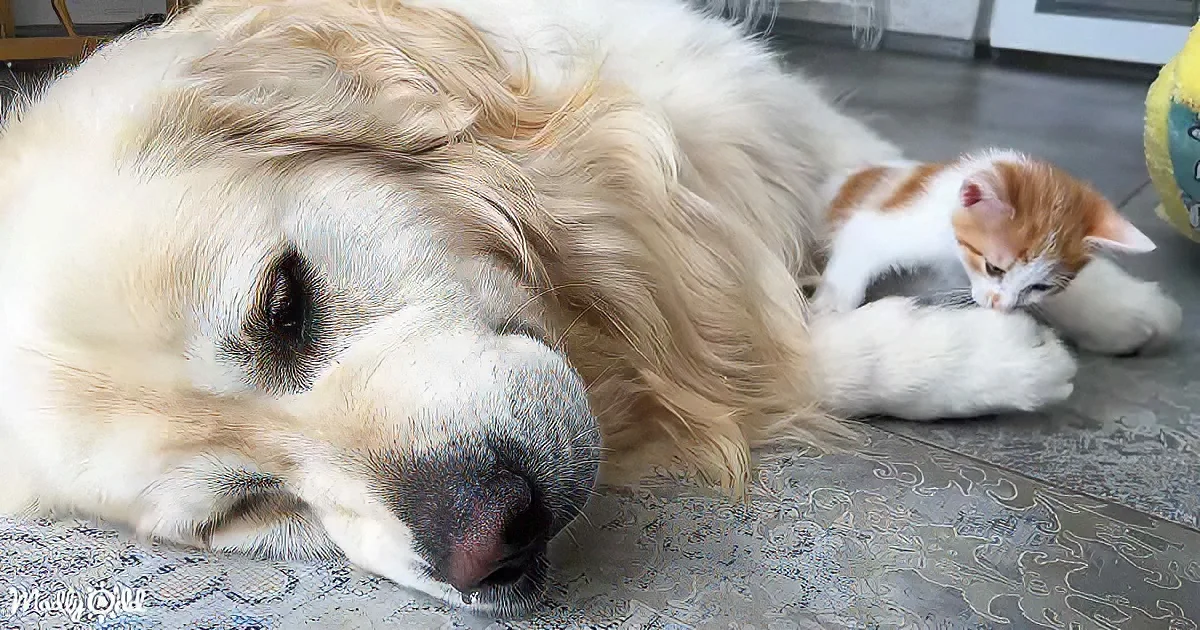Golden Retriever and kittens