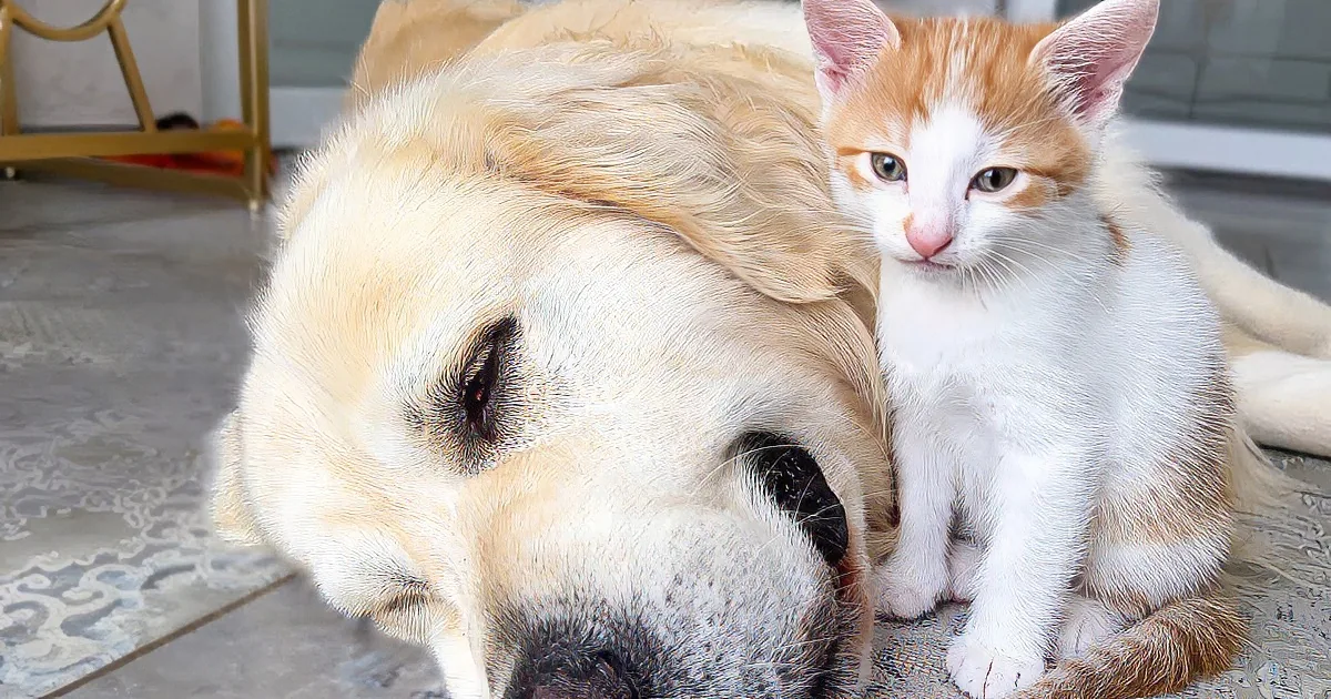 Golden Retriever Lulls Kitten to Sleep in Adorable Naptime Moment