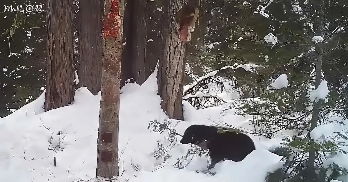 A black bear sits in the snow near a tree, with a red mark on the bark.