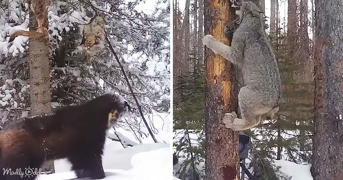 Rare Footage of Elusive Golden Eagle, Lynx, and Wolverine