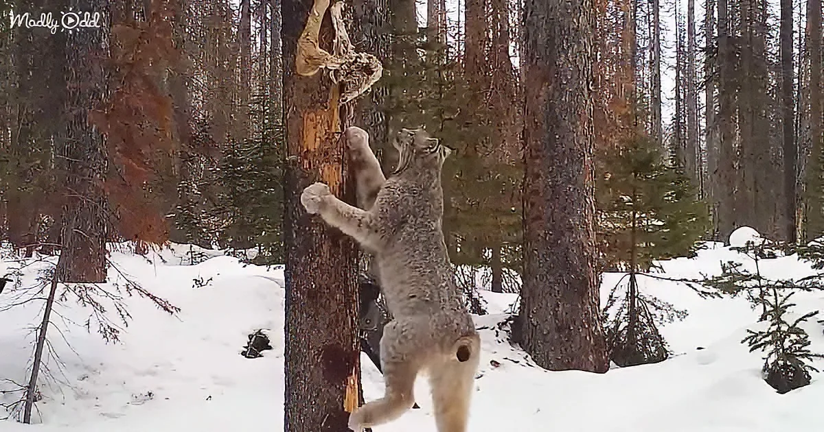 A lynx climbs a tree in a snowy forest, reaching for a hanging object.