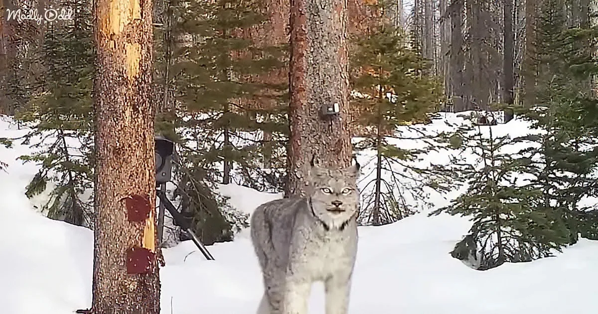 A lynx stands in snowy forest, surrounded by trees and a camera trap.