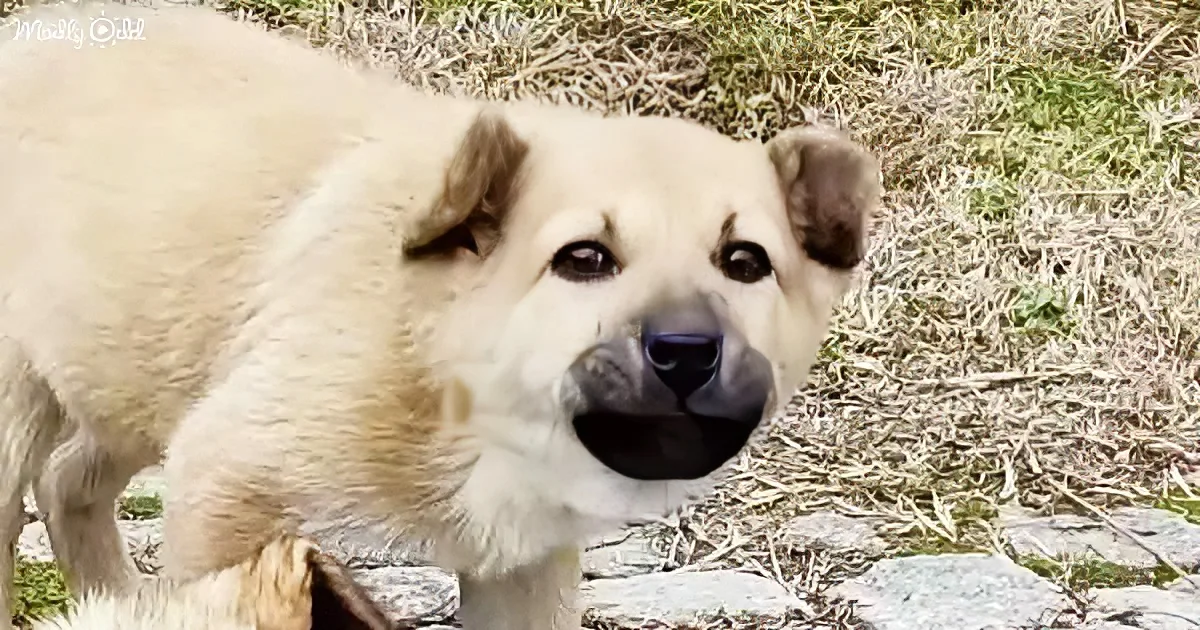 A light brown dog with floppy ears stands on grass, looking directly at the camera.