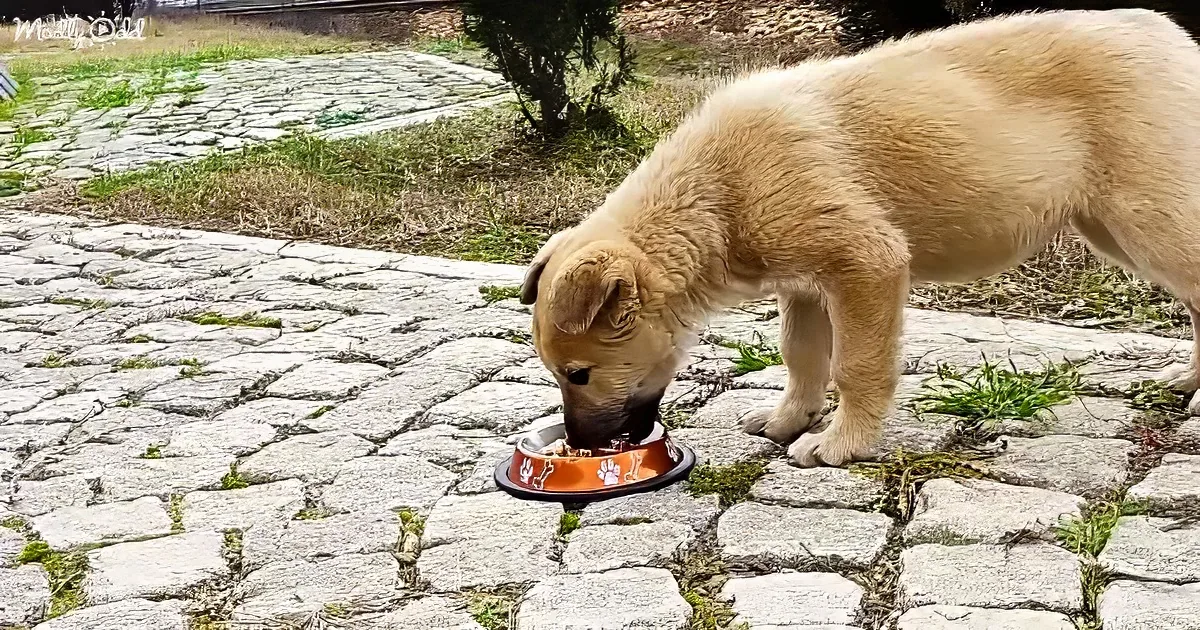 A light brown puppy eats from an orange bowl on a cobblestone path.