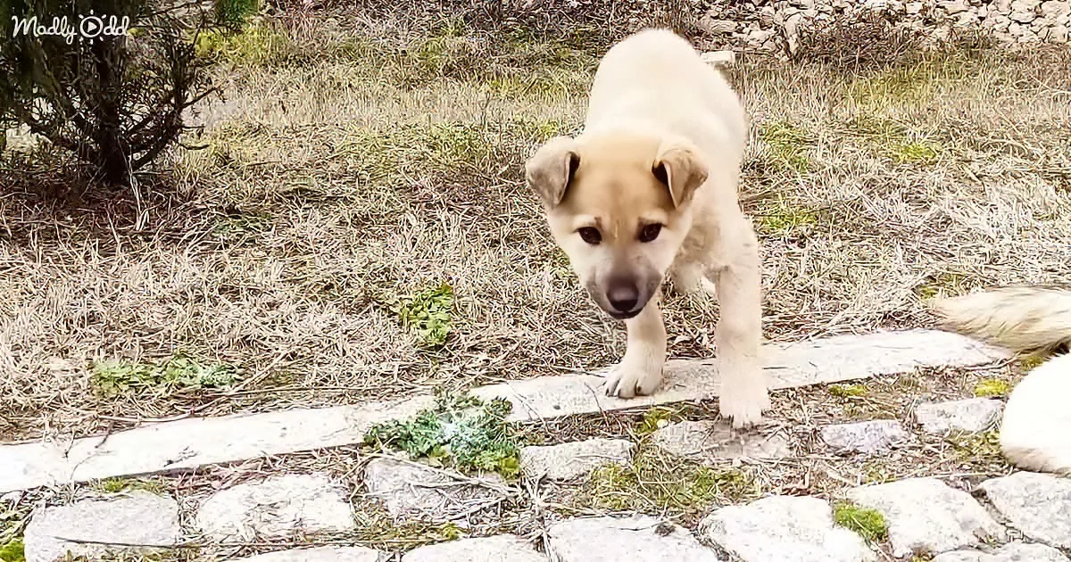 Heroic Stray Puppy Refuses to Leave Injured Mother''s Side