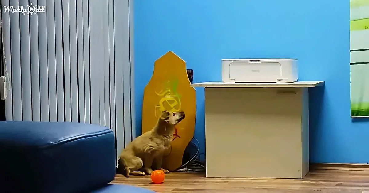 A small dog sits on the floor next to a yellow surfboard and a printer on a table.