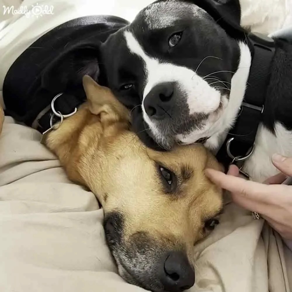 Two dogs, one black and white, one brown and black, cuddling on a bed with a hand petting the brown dog.