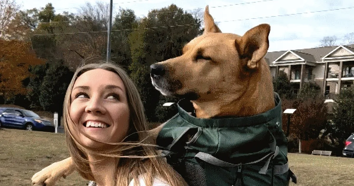 A woman carries a dog on her back outdoors, while a man lies on the floor indoors, affectionately interacting with...