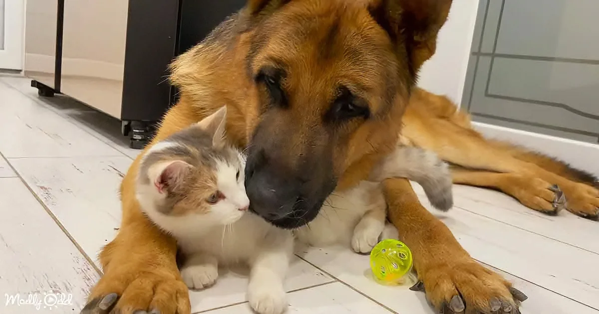 The German Shepherd That Captivated 3.8m Viewers With His Feline Friends