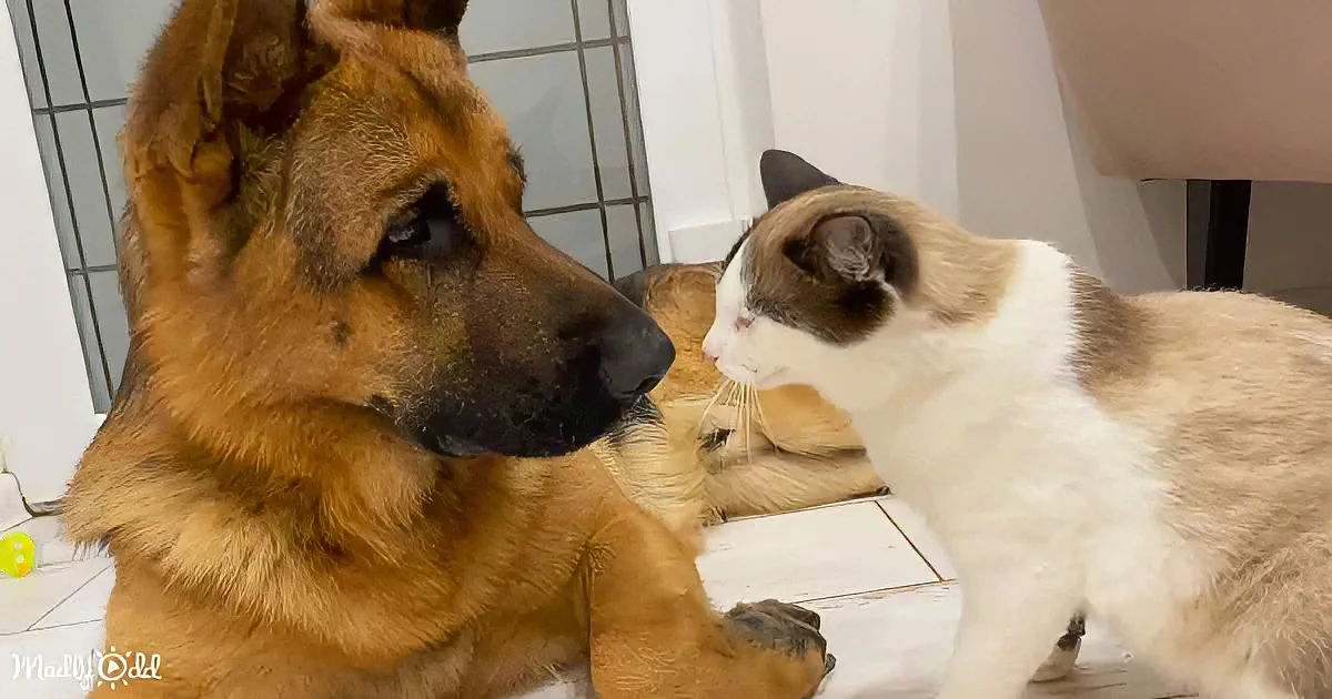 The German Shepherd and kittens