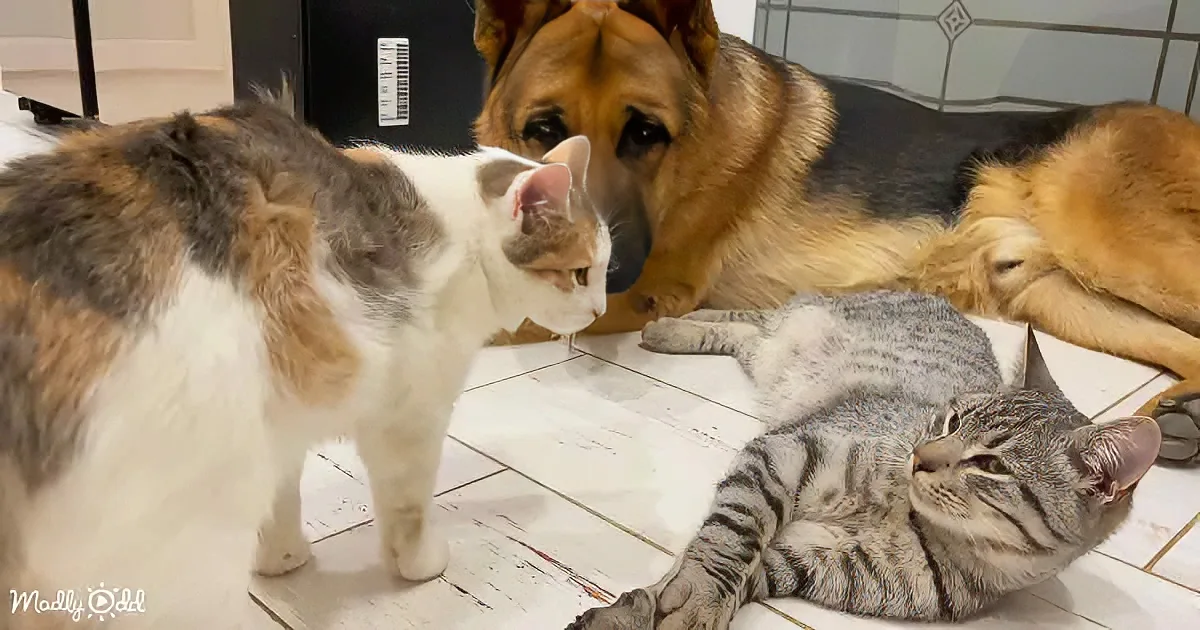 The German Shepherd and kittens