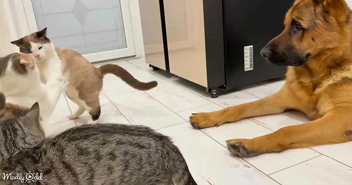 The German Shepherd and kittens