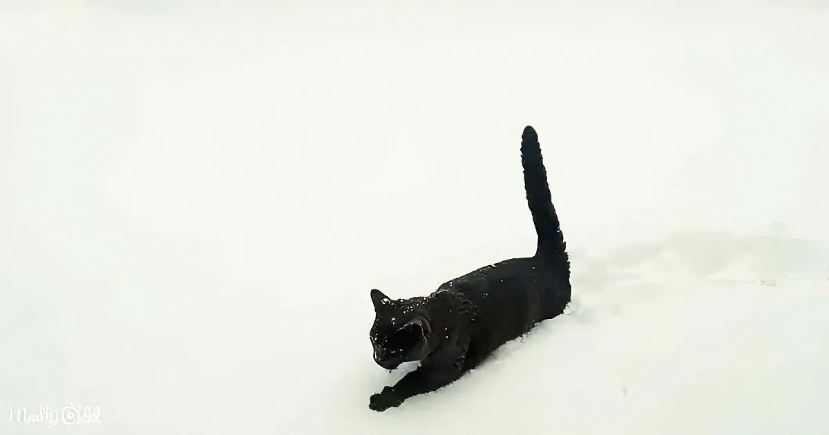 A black cat lies on its side in the snow, its tail raised.