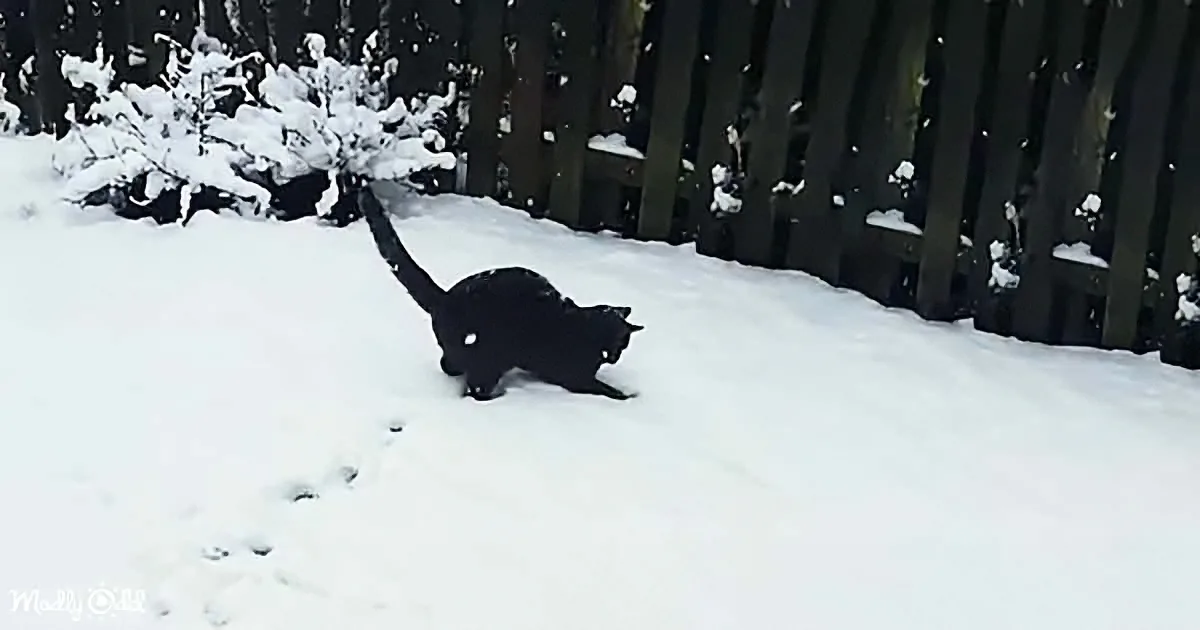 Kittens Meet Snow: 6 Million Views and Counting