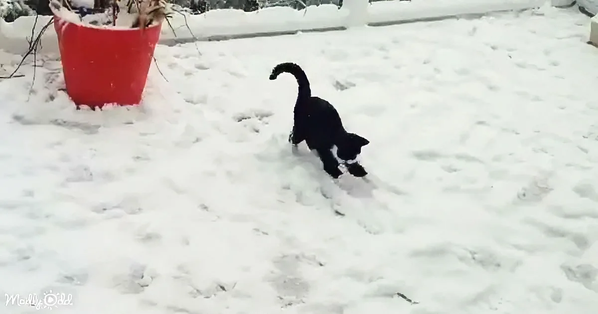 A black cat walks through snow near a red bucket with plants.
