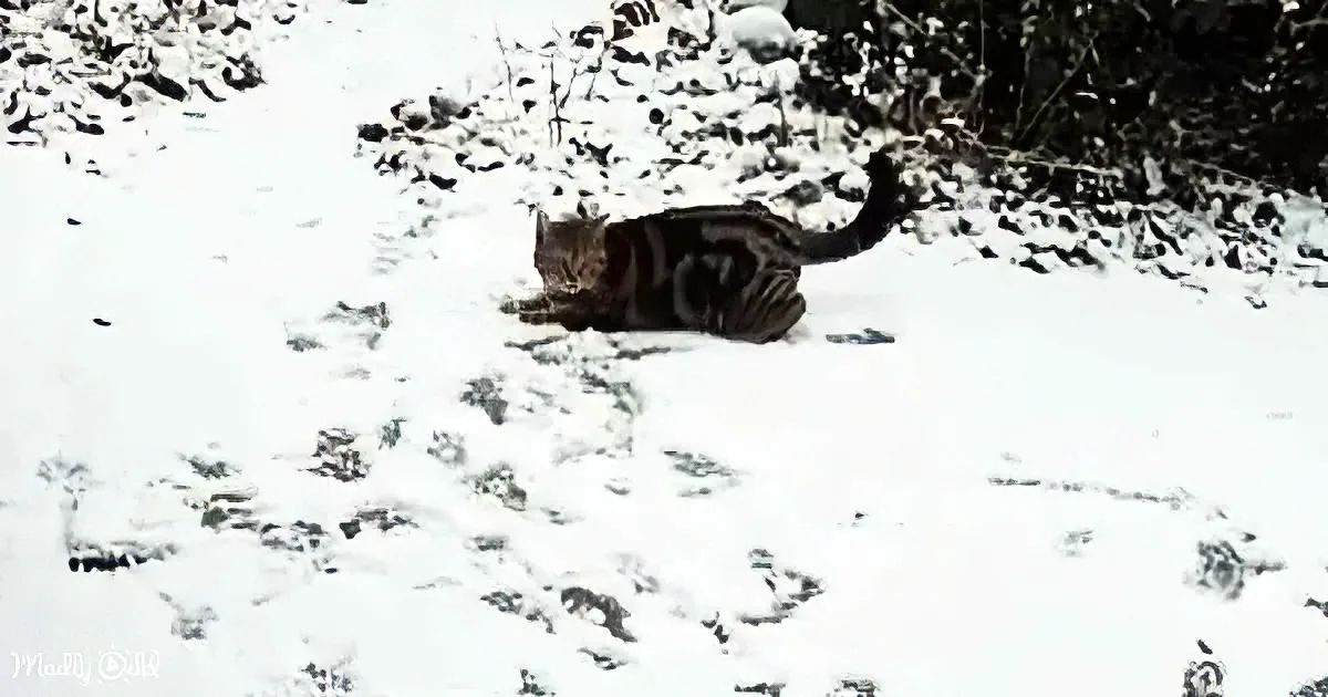 A cat lies in the snow, surrounded by paw prints, with a snowy backdrop and some vegetation.