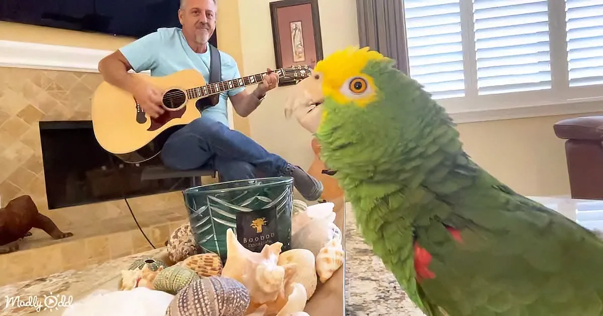 A green parrot with yellow head perches near a man playing guitar in a cozy living room.