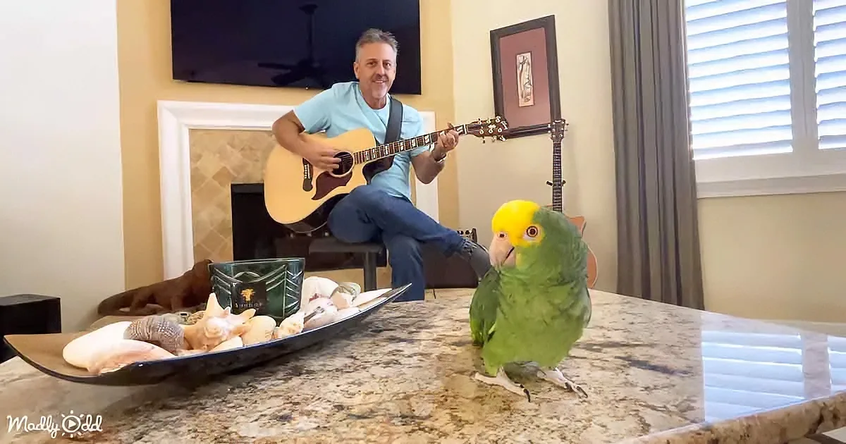 A man plays guitar while a green parrot with a yellow head perches on a marble countertop.