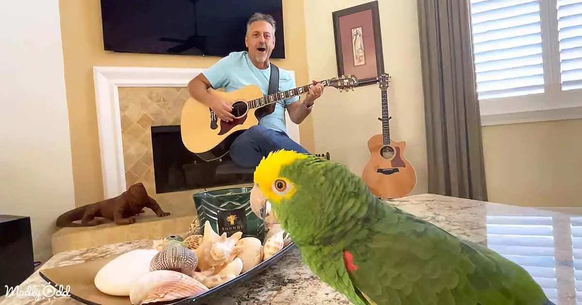 A man plays guitar while a parrot perches on a coffee table with shells, a dog rests nearby.