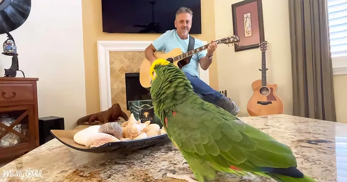 A vibrant green parrot perches on a countertop, facing a man playing guitar in a cozy living room.