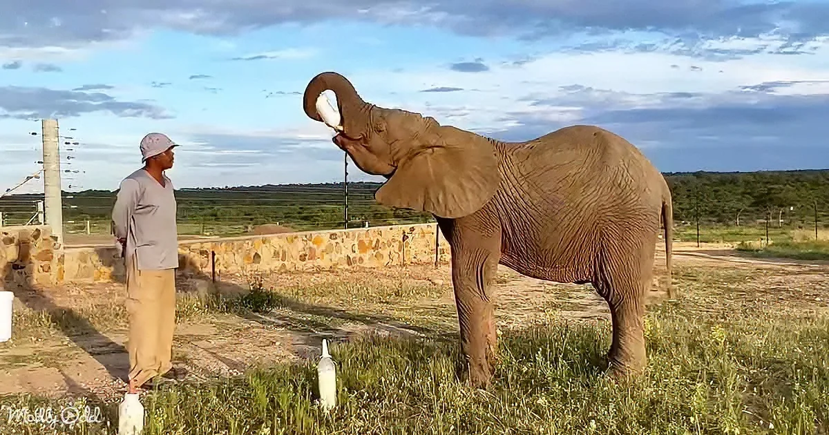 An elephant drinks from a bottle while a man watches in a grassy field under a blue sky.