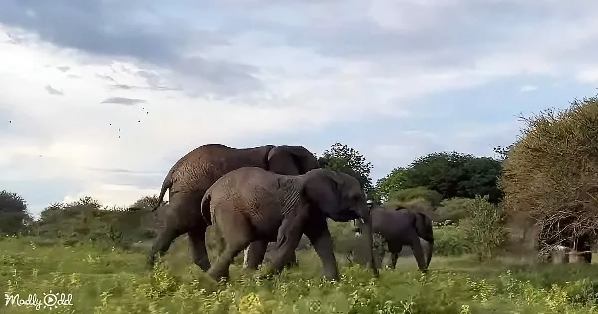 A herd of elephants, including a baby, walks through a grassy field under a partly cloudy sky.