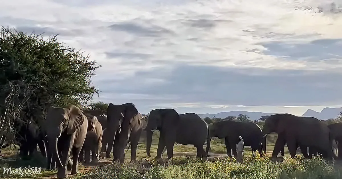 A herd of elephants stands in a grassy field under a cloudy sky, with a person in the distance.