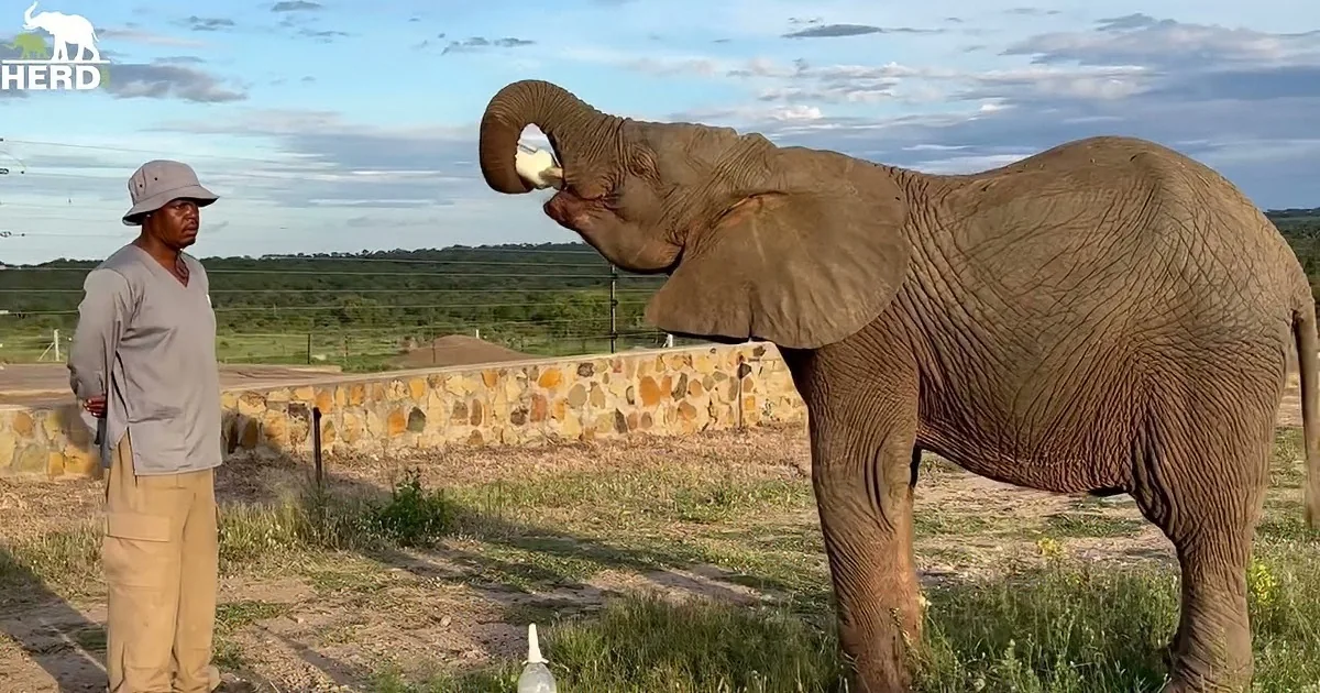 Witness Nature's Drama When Elephants Cross Paths With Lions