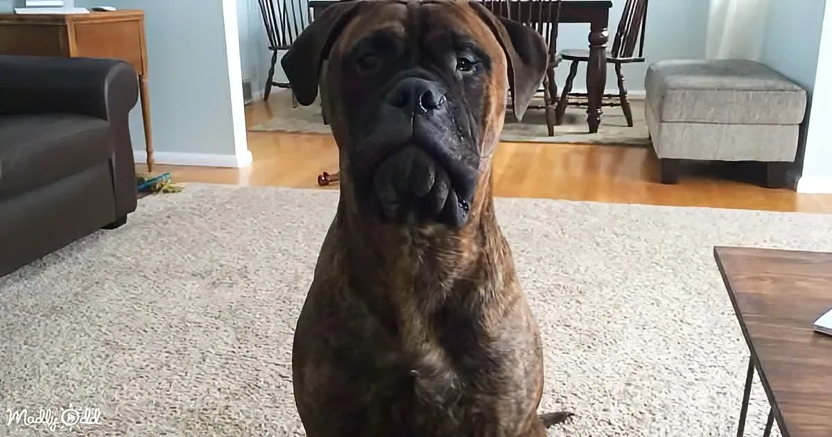 A brindle Boxer dog sits on a carpet in a living room with furniture and a rug.