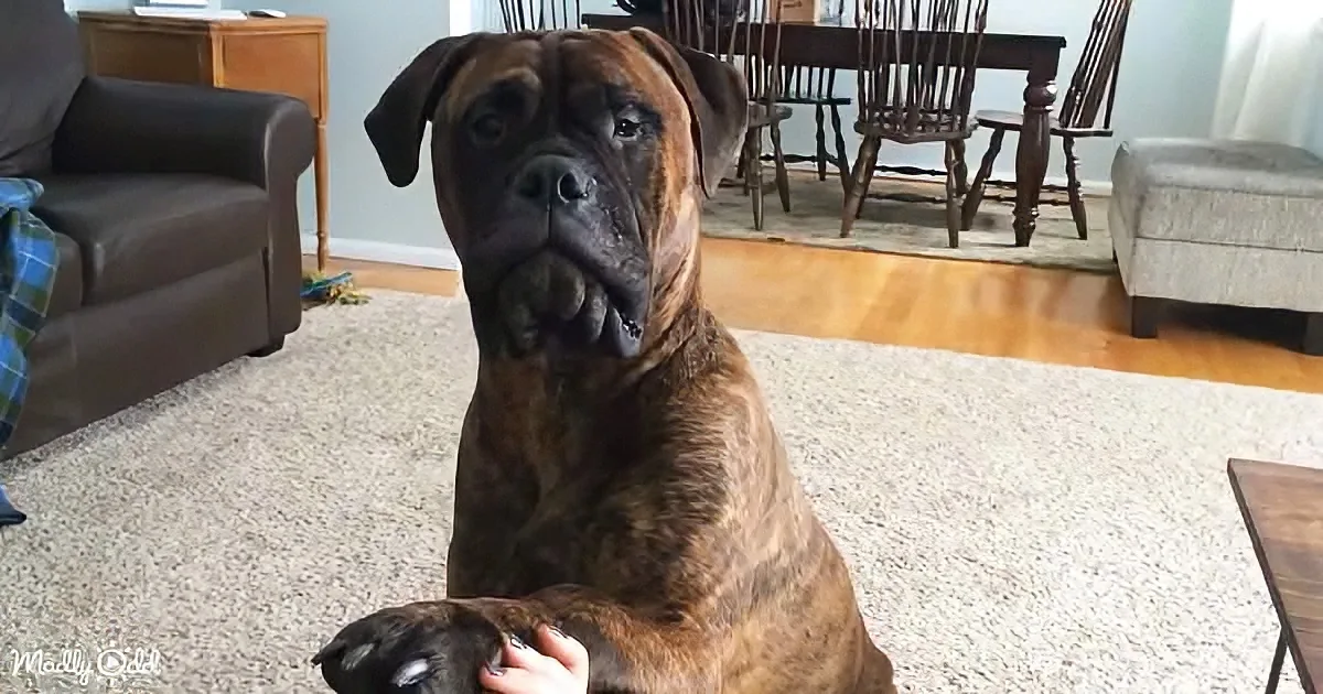 A brown brindle Boxer dog sits on a carpet, looking up, with a hand gently holding its paw.