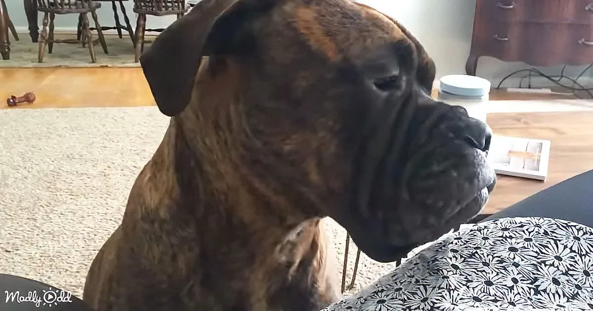 A large brindle Boxer dog sits indoors, looking slightly to the right, with a patterned cushion nearby.