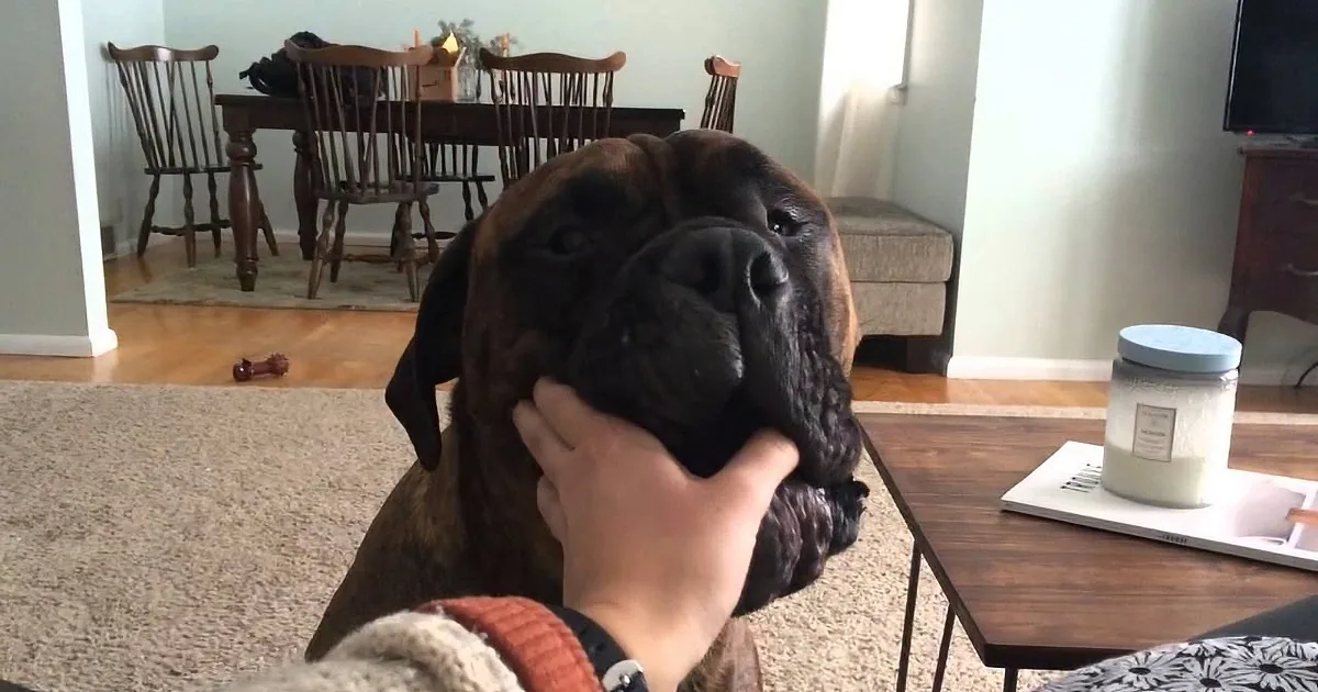 A large brindle dog with a black muzzle sits on a beige rug, looking up, with a person's hand holding its collar.