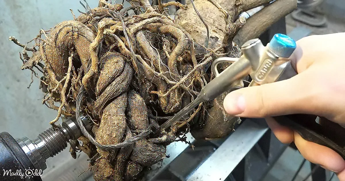 A hand holds a tool, cutting through a tangled mass of dried roots and twigs.