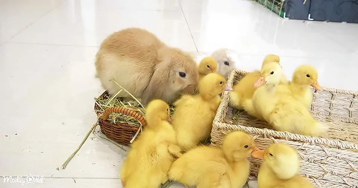 Baby ducks and bunnies