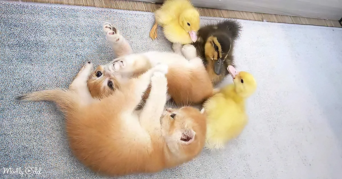 Baby ducks and kittens