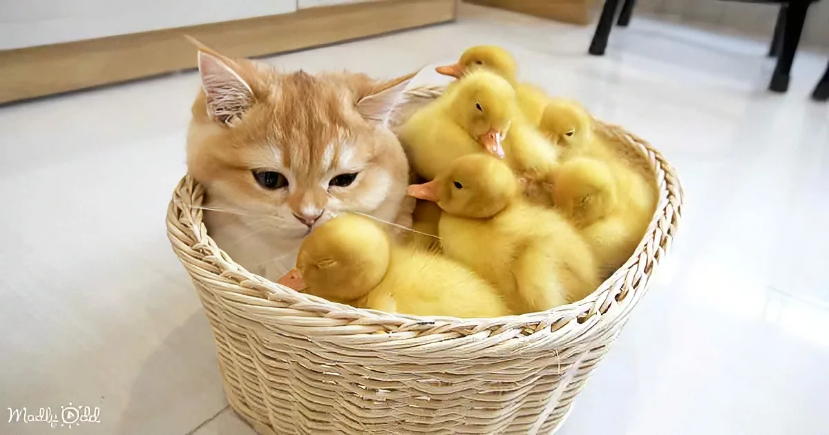 Baby Ducks Become Best Friends With Ginger Cat & Bunnies