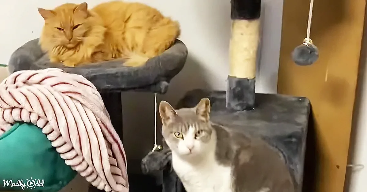 A fluffy orange cat lounges on a cat tree while a gray and white cat sits below, both in a cozy indoor setting.