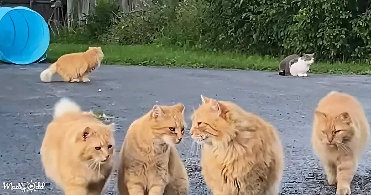 Four fluffy orange cats walk together on a road, with a gray-and-white cat in the background.