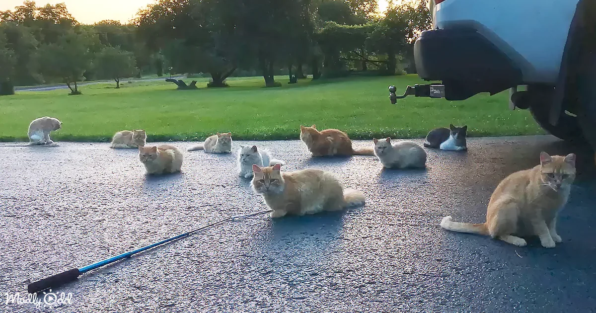 Woman Saves so Many Cats, She Had to Build Them Their Own House