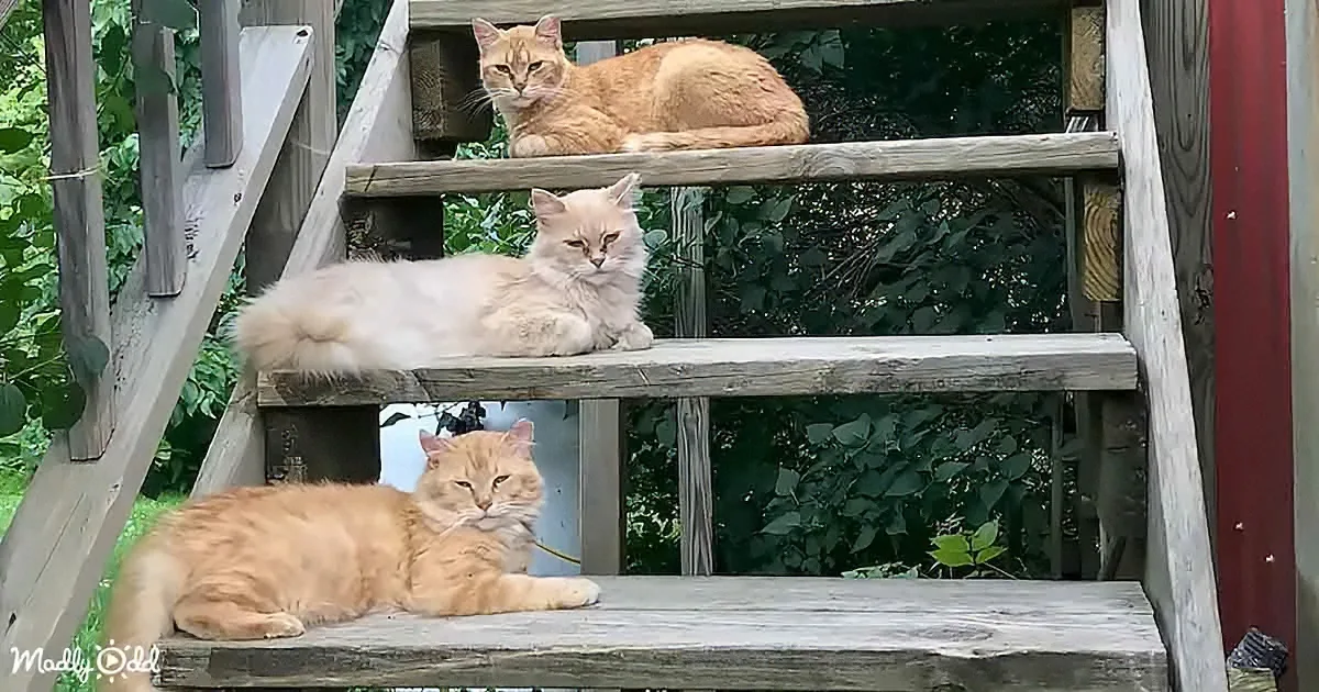 Three fluffy cats lounging on wooden steps in a lush green setting.