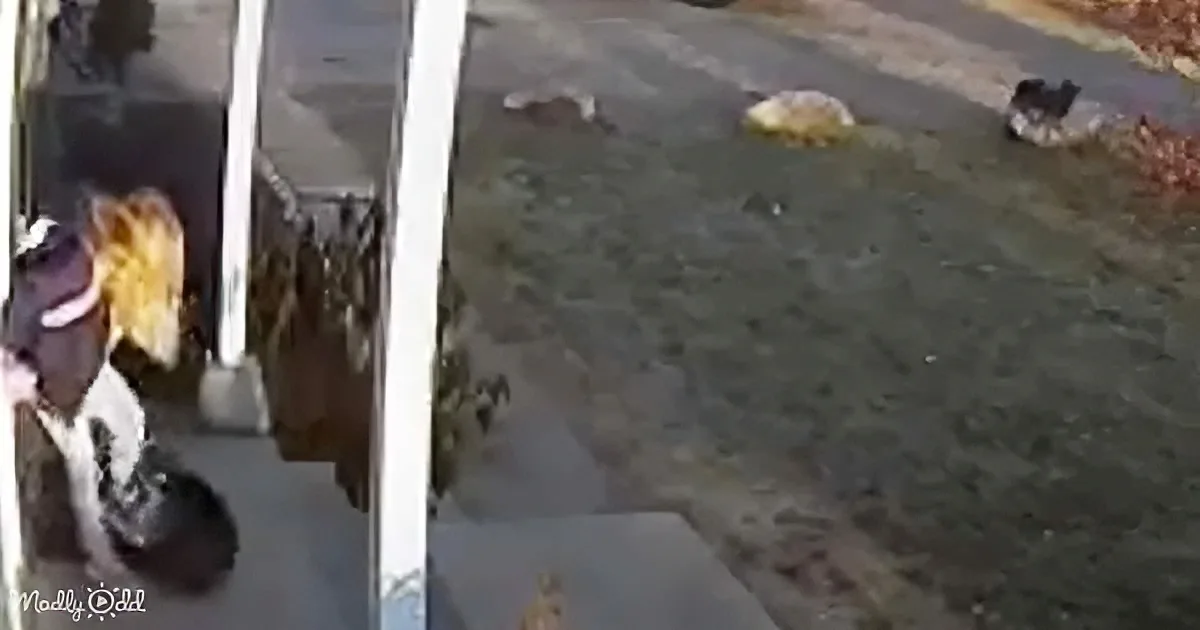 A dog is peeking out of a car window, looking down at a driveway with scattered leaves.