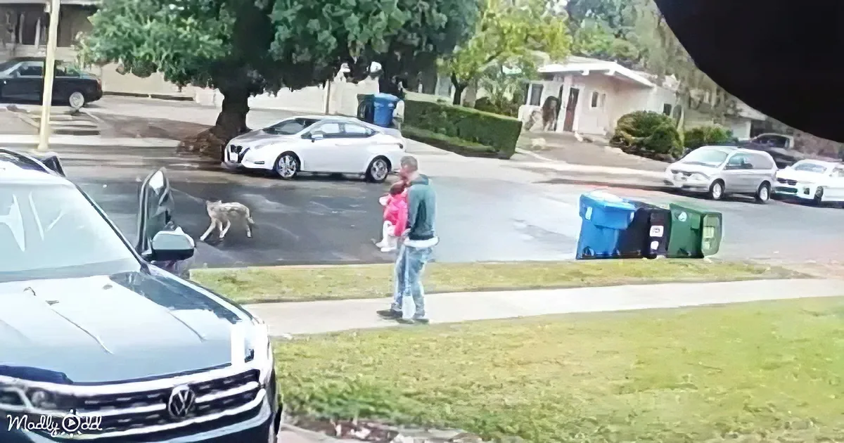 A man and child walk on a sidewalk as a coyote crosses the street in a suburban neighborhood.