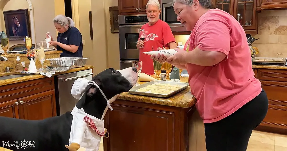 A dog in a chef's outfit stands in a kitchen, looking at a tray of cookies as people prepare food.