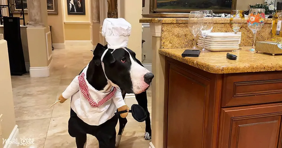 A dog dressed as a chef stands in a kitchen, holding a spatula and wearing a chef's hat and apron.