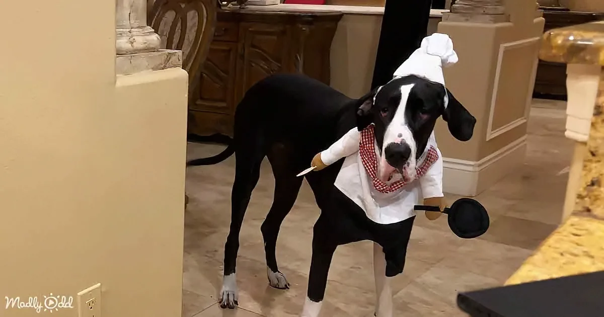 Great Dane Chef''s Fun Dog Cookie Tour