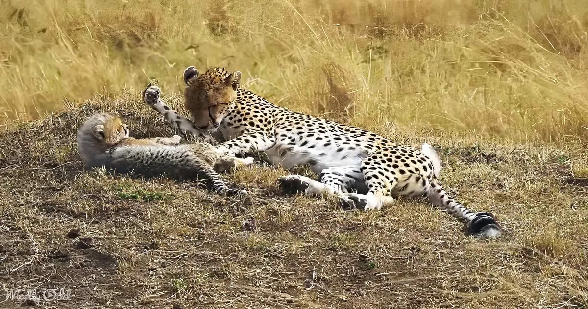 A cheetah and its cub are resting together on a grassy hillside, appearing relaxed and close.