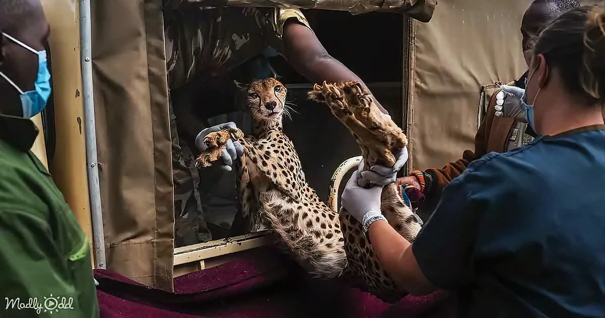 A cheetah is being examined by veterinarians in a vehicle, with its legs held by the team.
