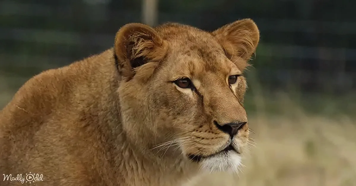 Race to Save Endangered Big Cats