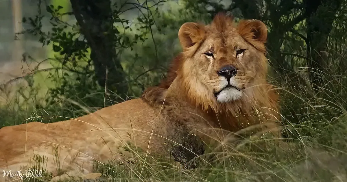 A majestic lion rests in tall grass, surrounded by trees, with a calm and regal expression.